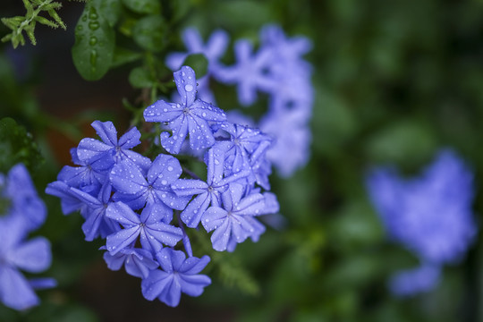 蓝雪花