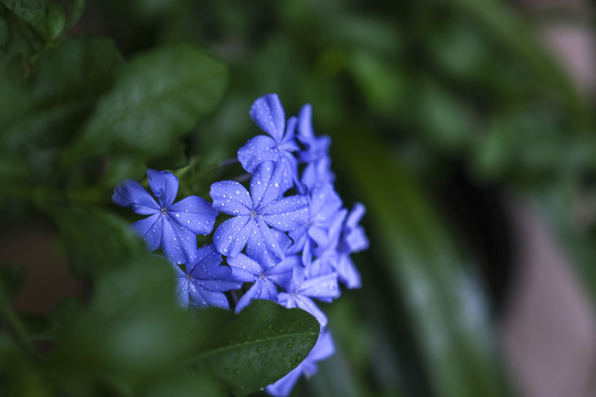 蓝雪花