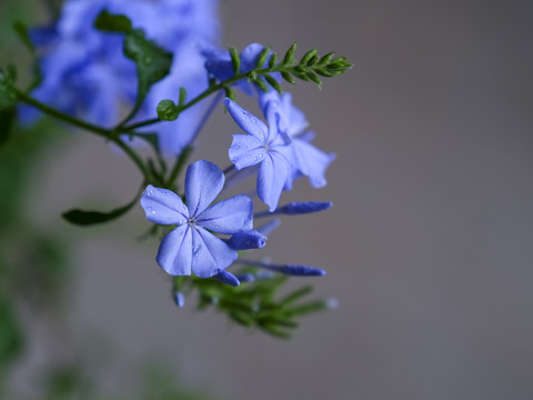 蓝雪花