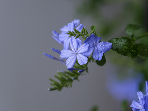 蓝雪花