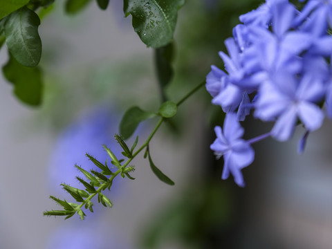 蓝雪花