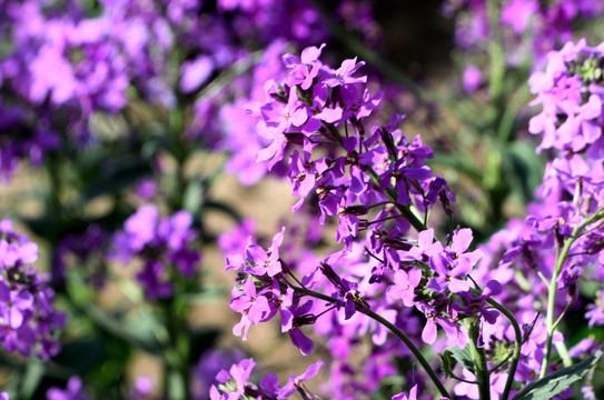 蓝香芥