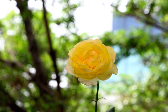 月季花