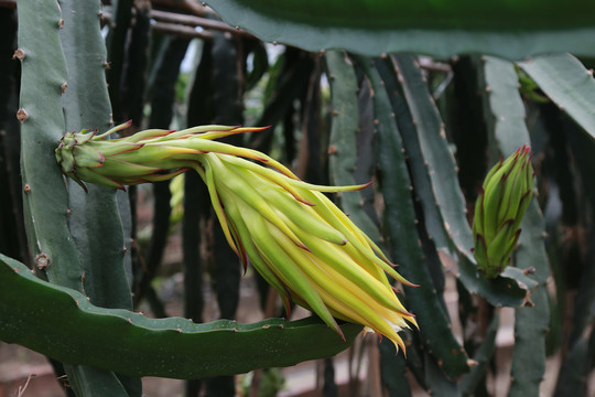 火龙果花