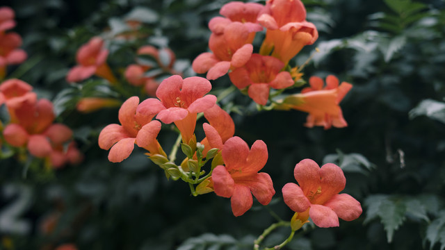 凌霄花