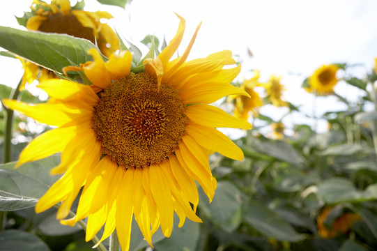 向日葵葵花特写