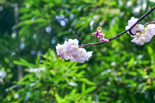 桃花