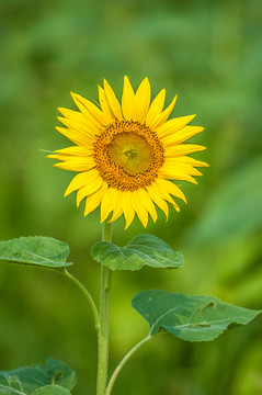 向日葵向阳花太阳花葵花