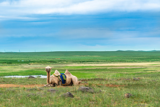 内蒙古西乌珠穆沁旗草原风景