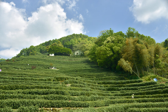 西湖龙井茶园