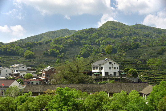 西湖龙井村