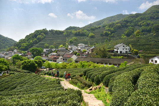 西湖龙井村