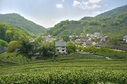 杭州龙井村