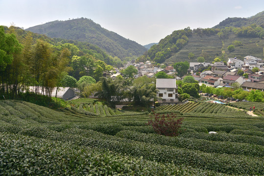 西湖龙井村