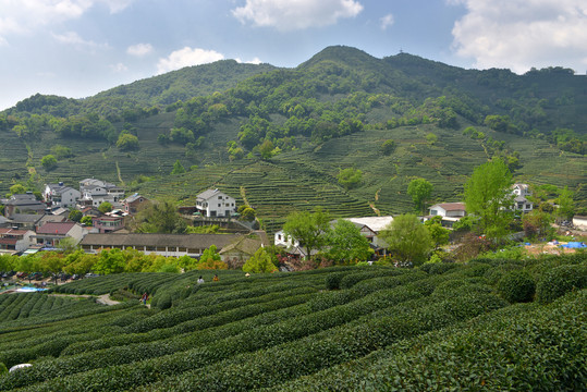 西湖龙井村