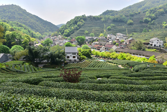 杭州龙井茶园