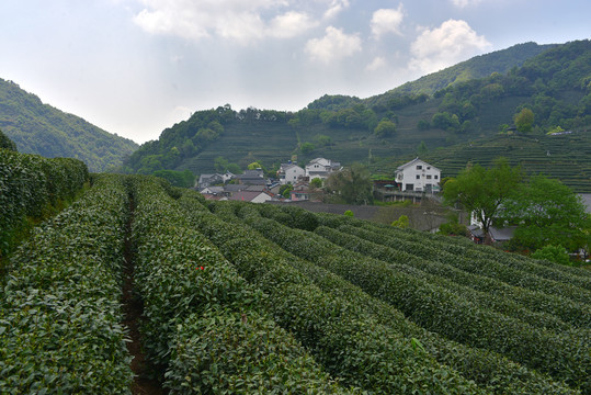 茶叶种植