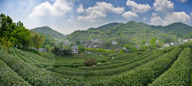 西湖龙井茶场全景