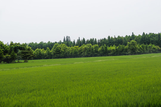 绿色田园景