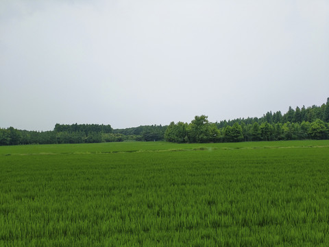 绿野风景