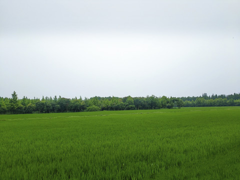 绿野森林田园