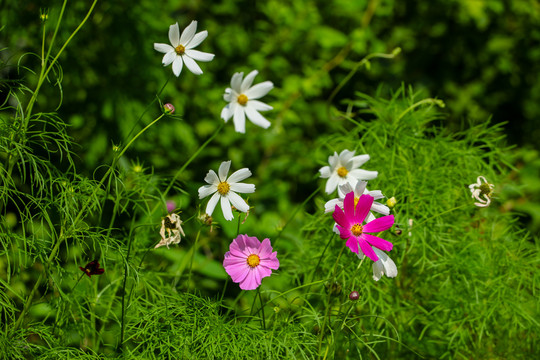 格桑花