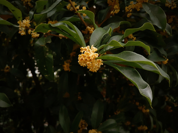 桂花