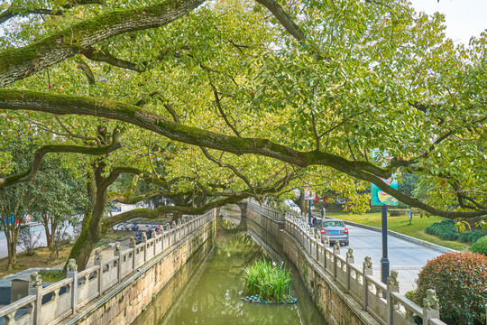 古镇河道