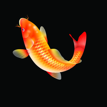 金鯉魚