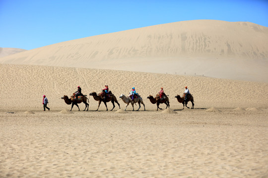 沙漠骆驼队伍
