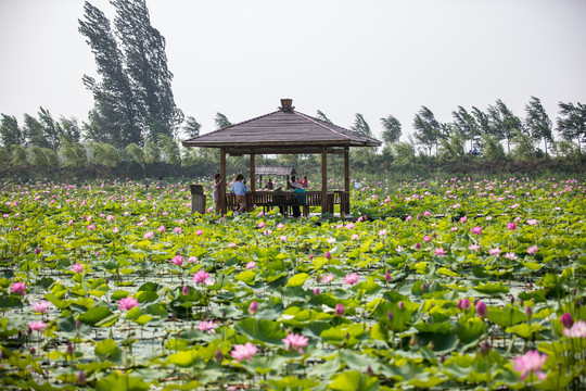 荷花素材