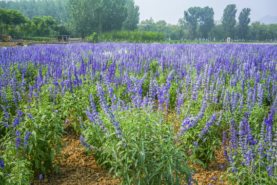 薰衣草高清大图