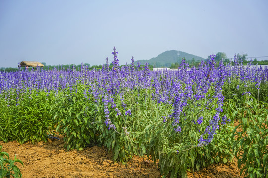 薰衣草高清大图