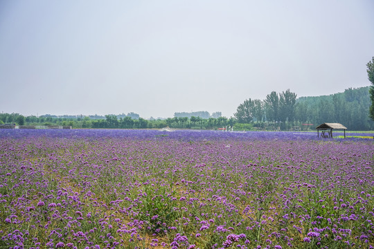 马鞭草高清大图