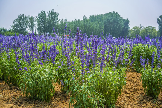 薰衣草高清大图