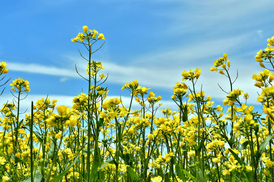 油菜花