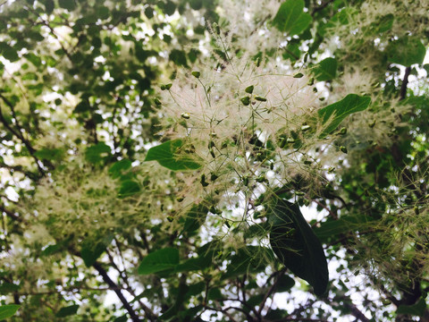 枝条特写