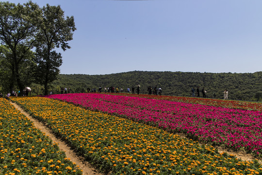 拈花湾花海