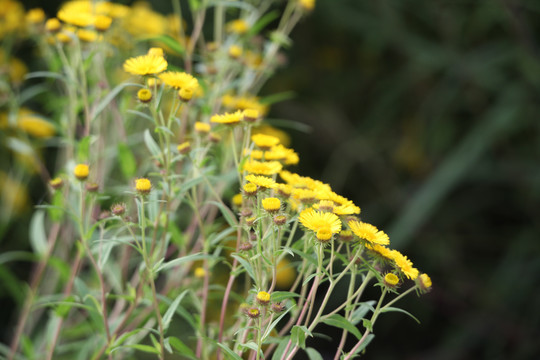 山菊花