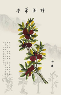 楊梅