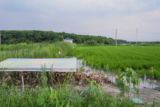 稻田养鸭