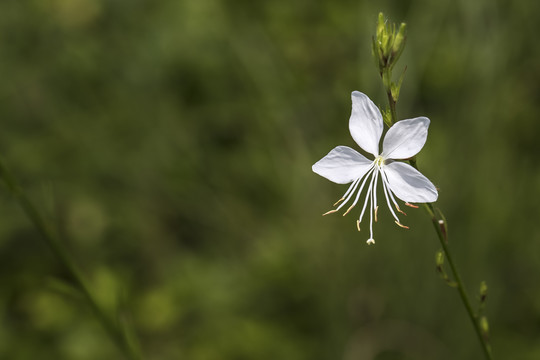 白蝶花