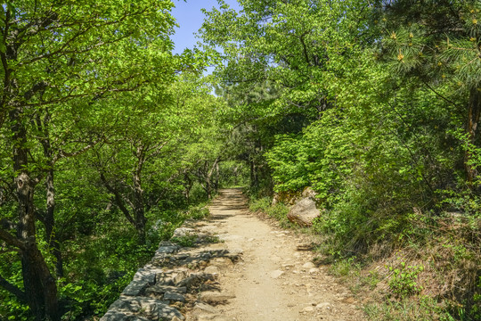 绿树林高清大图