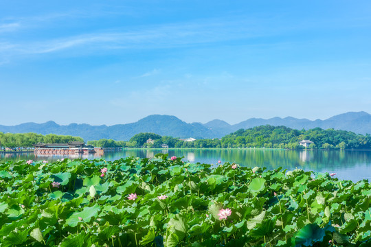 杭州西湖夏日荷花荷叶