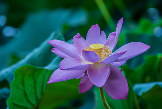 荷花莲花红莲