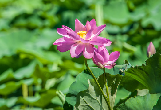 荷花莲花红莲