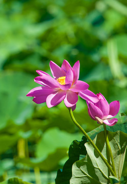 荷花莲花红莲