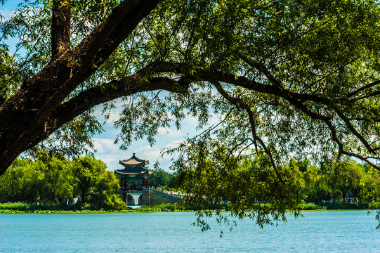 北京颐和园夏日湿地风光