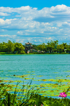 北京颐和园夏日湿地风光