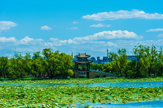 北京颐和园夏日湿地风光